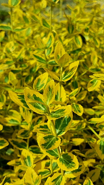 Euonymus fortunei "Emerald'n Gold" - (Gelbbunte Kriechspindel),